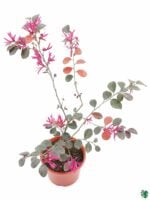 Chinese-Fringe-Flower-3x4-Product-Peppyflora-01-d-Moz