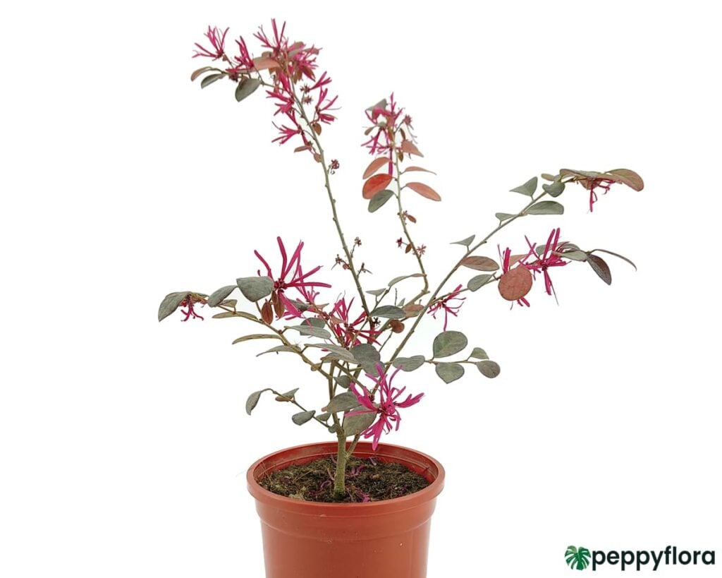 Chinese Fringe Flower Product Peppyflora 02 Moz