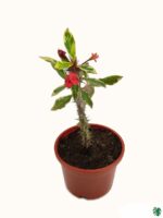 Euphorbia-Milii-Variegated-Red-3x4-Product-Peppyflora-01-a-Moz