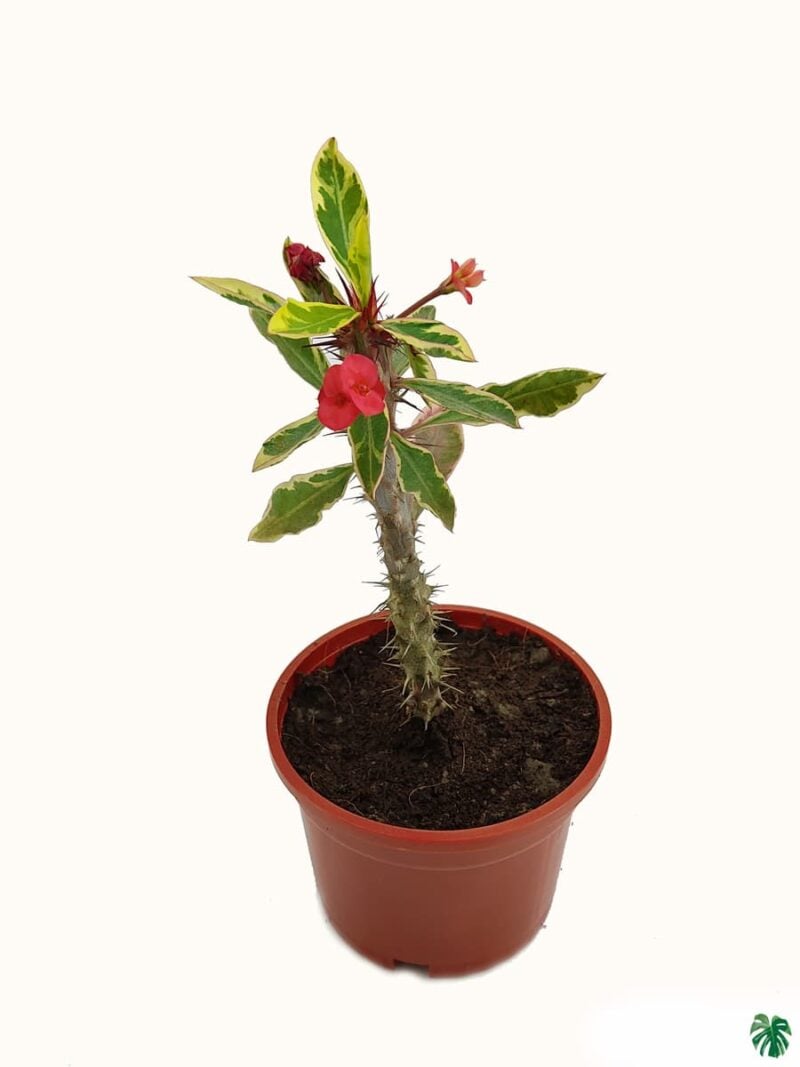 Euphorbia Milii Variegated Red 3X4 Product Peppyflora 01 A Moz
