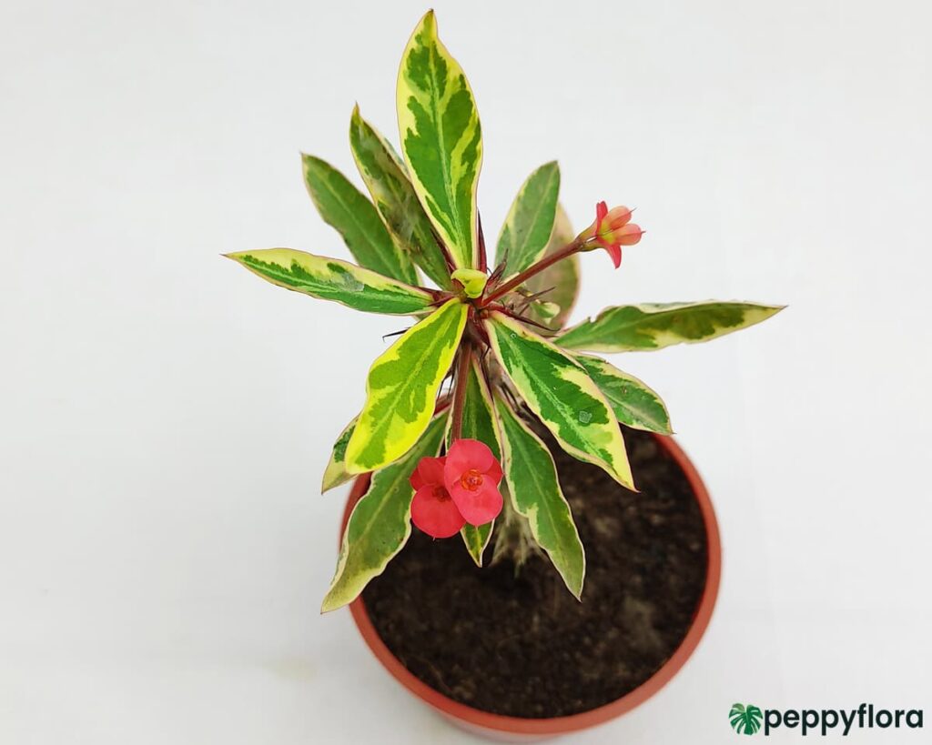 Euphorbia Milii Variegated Red Product Peppyflora 02 Moz