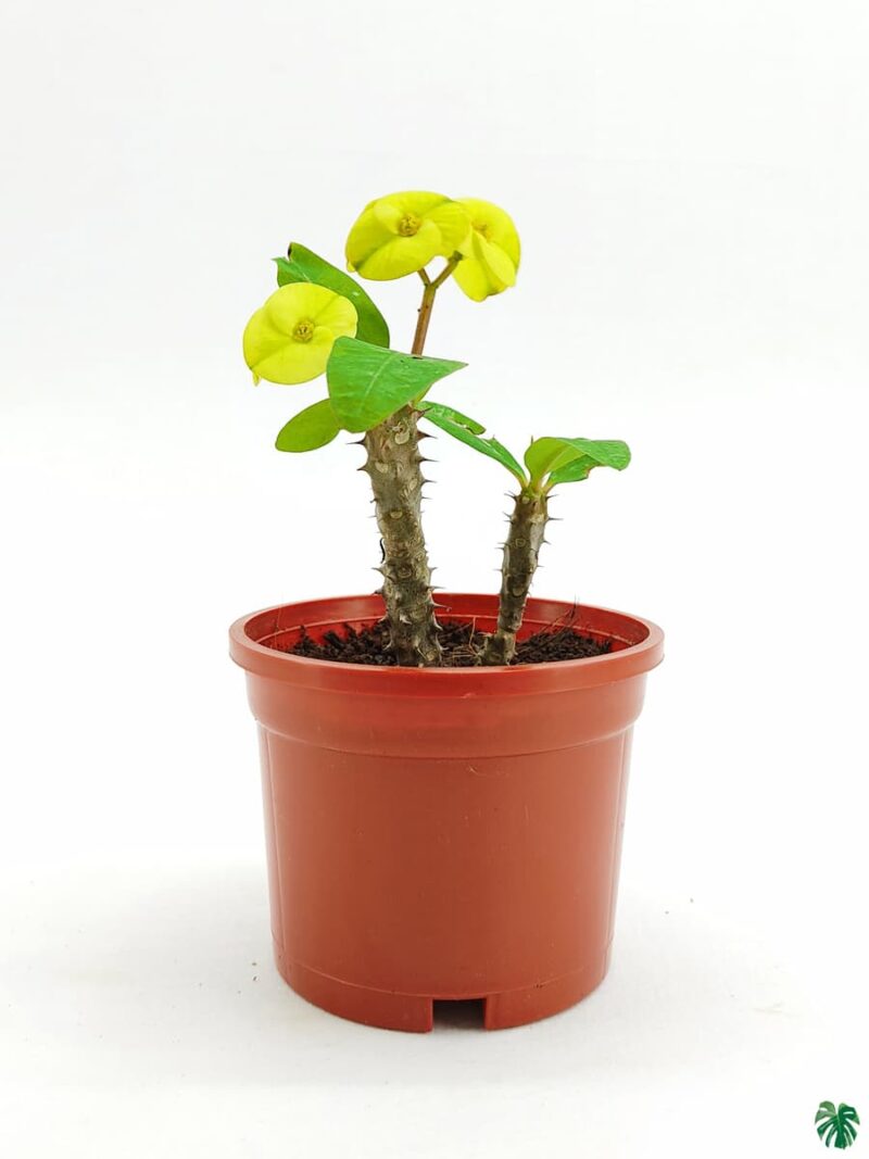 Euphorbia Milii Yellow 3X4 Product Peppyflora 01 A Moz