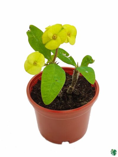 Euphorbia-Milii-Yellow-3x4-Product-Peppyflora-01-b-Moz
