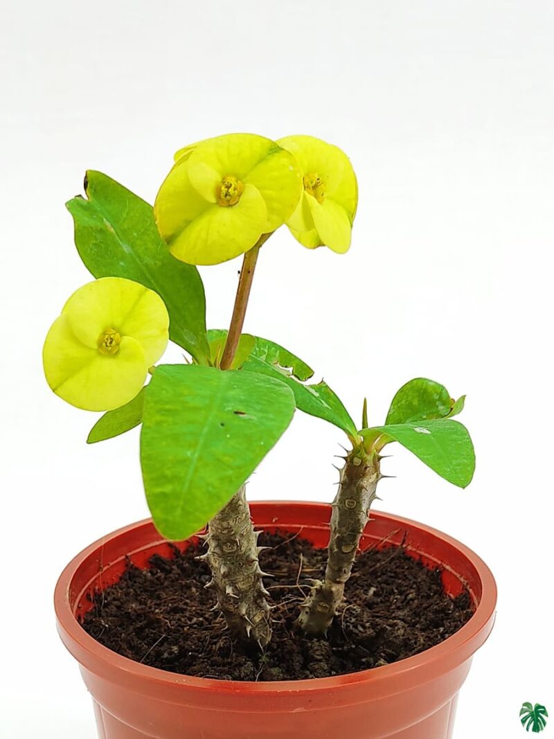 Euphorbia-Milii-Yellow-3x4-Product-Peppyflora-01-c-Moz