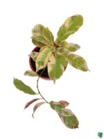 Excoecaria-Cochinchinensis-3x4-Product-Peppyflora-01-c-Moz