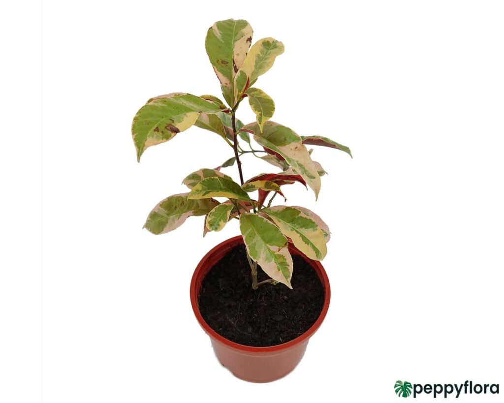 Excoecaria-Cochinchinensis-Product-Peppyflora-02-Moz