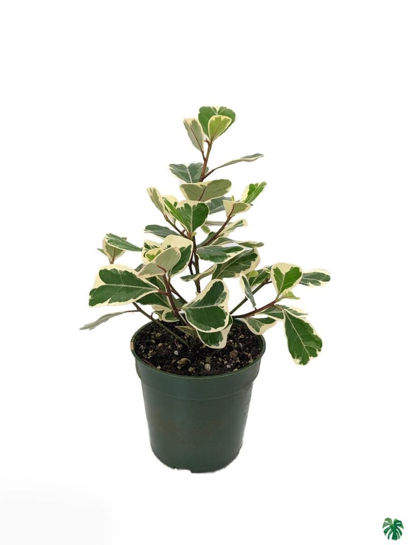 Ficus Triangularis Variegata 3X4 Product Peppyflora 01 A Moz