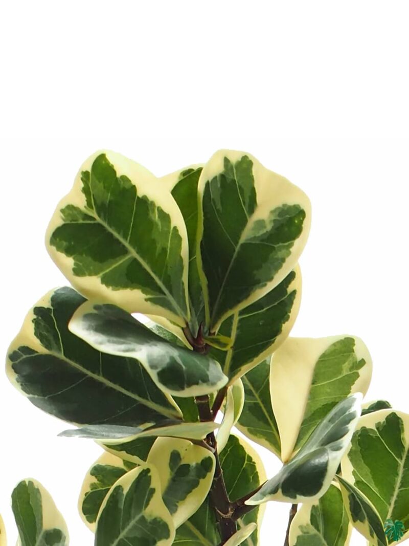 Buy Ficus Triangularis Variegata Online | Peppyflora®