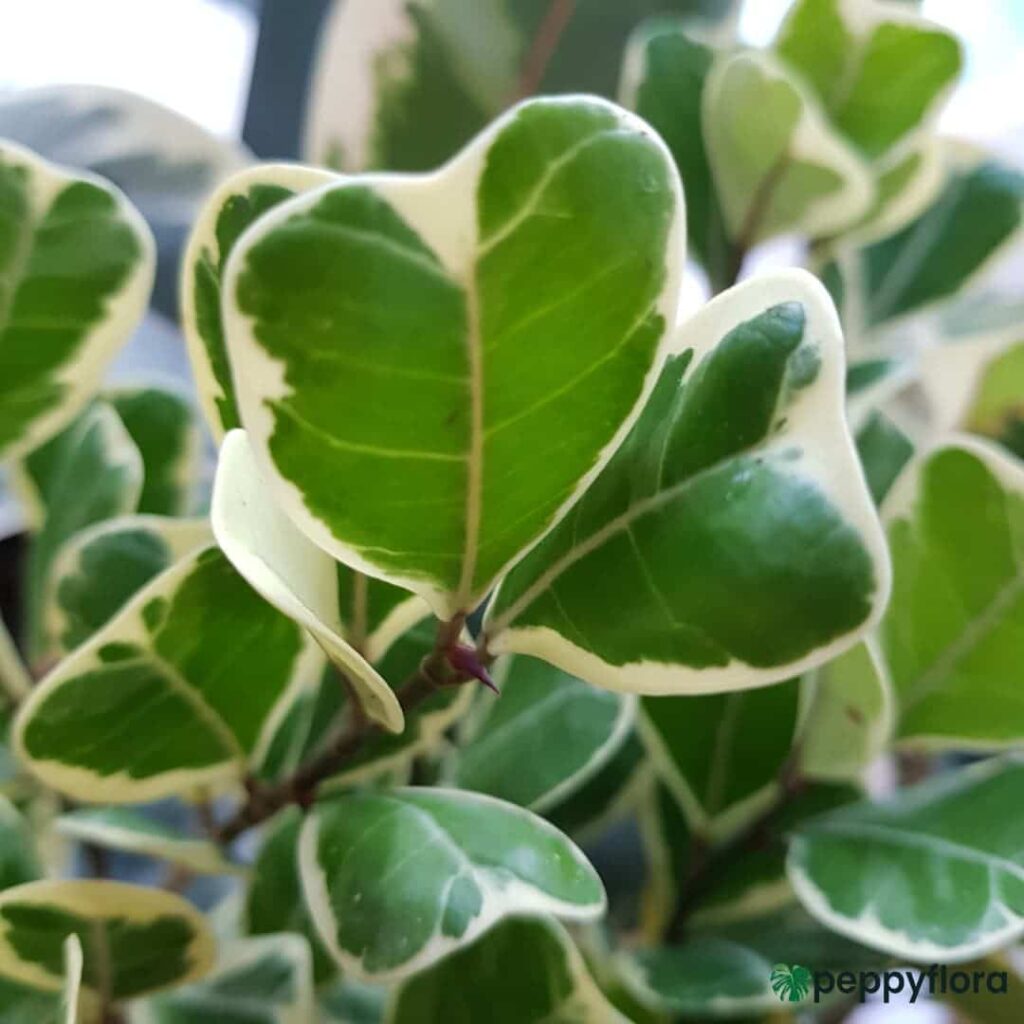 Ficus-Triangularis-Variegata-Product-Peppyflora-02-Moz