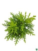 Lemon-Cypress-3x4-Product-Peppyflora-01-c-Moz