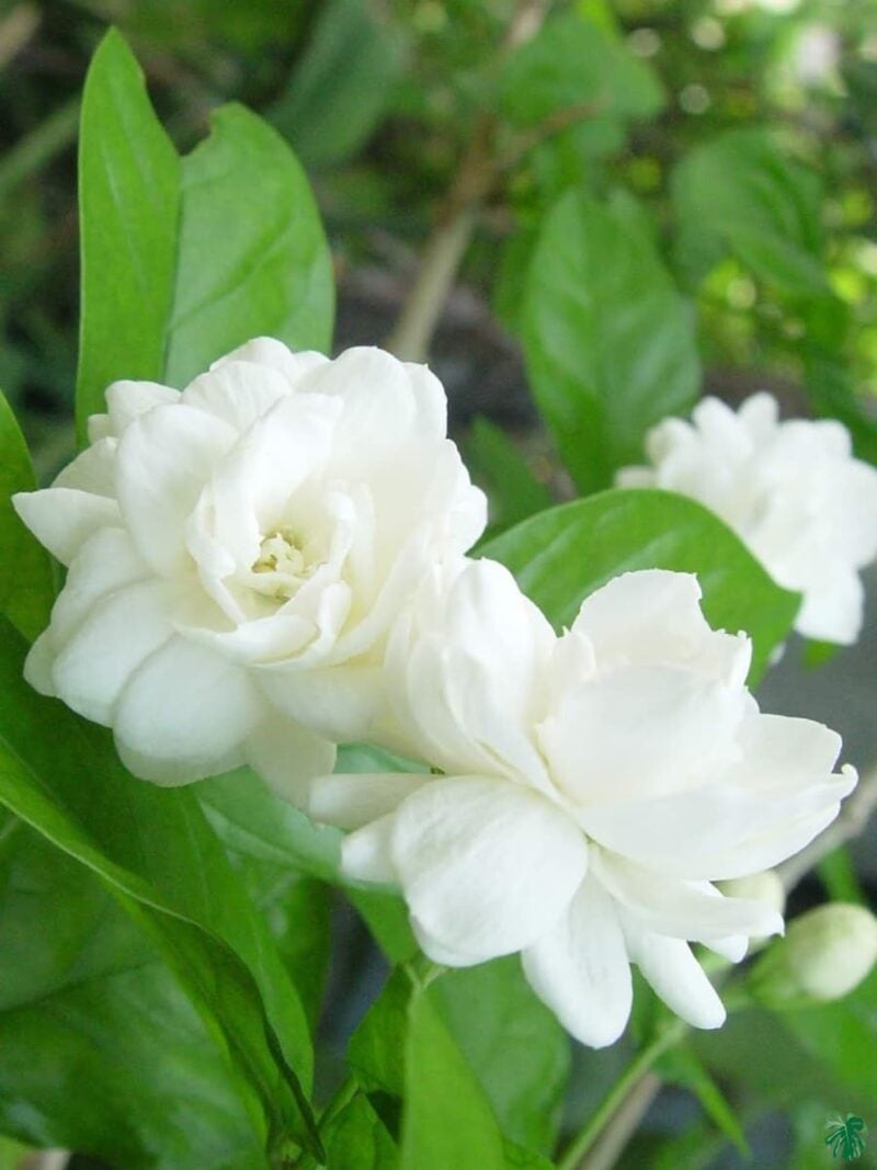 Mogra Beli Flower Jasminum Sambac 3X4 Product Peppyflora 01 A Moz