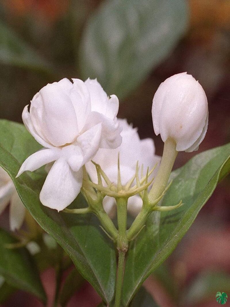 Mogra-Beli-Flower-Jasminum-Sambac-3x4-Product-Peppyflora-01-b-Moz