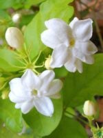 Mogra-Beli-Flower-Jasminum-Sambac-3x4-Product-Peppyflora-01-c-Moz