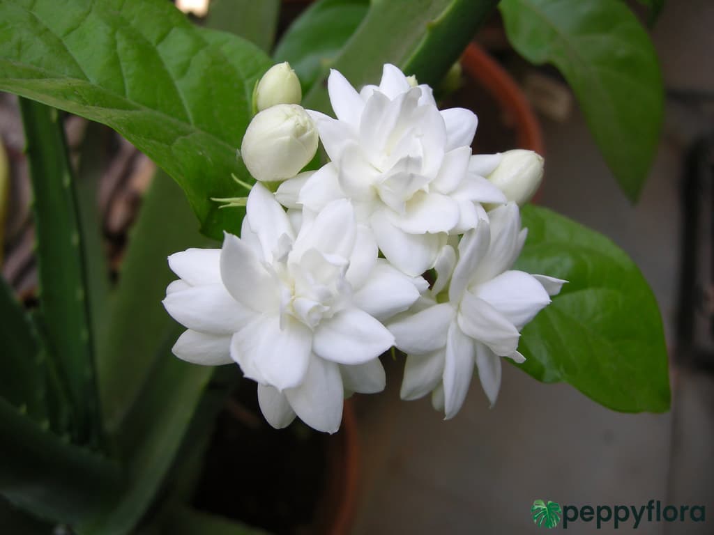 Mogra Beli Flower Jasminum Sambac Product Peppyflora 02 Moz