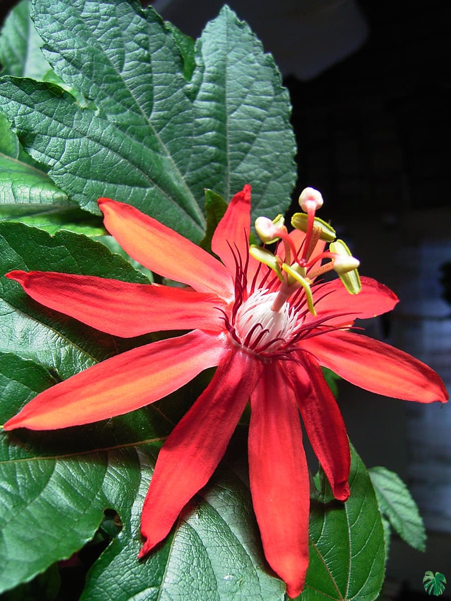 Passion Flower Red for Sale | Peppyflora®
