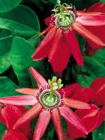 Passion-Flower-Red-3x4-Product-Peppyflora-01-b-Moz