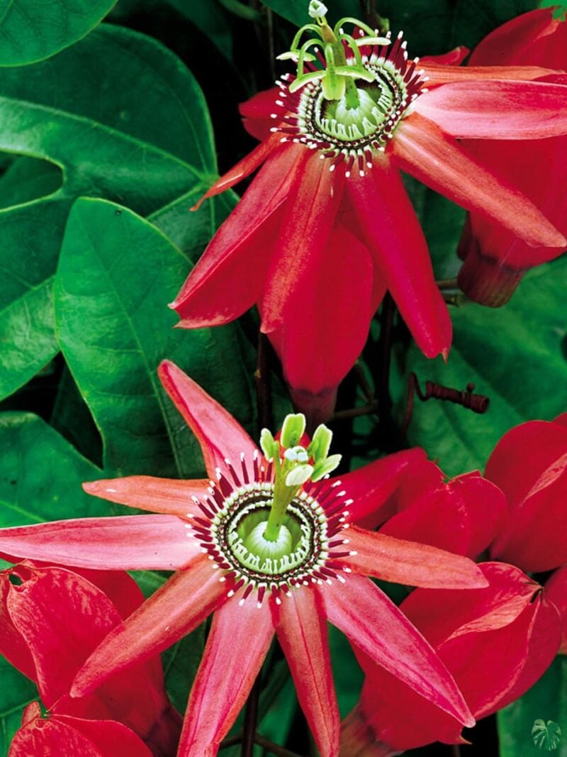 Passion-Flower-Red-3x4-Product-Peppyflora-01-b-Moz