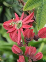 Passion-Flower-Red-3x4-Product-Peppyflora-01-c-Moz