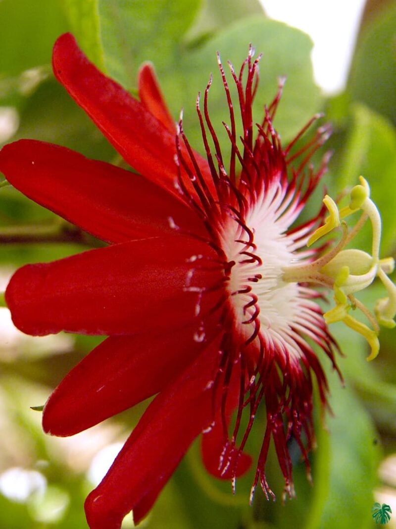 Passion-Flower-Red-3x4-Product-Peppyflora-01-d-Moz