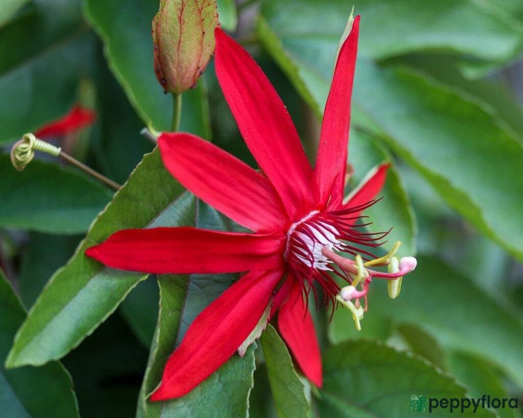 Passion Flower Red Product Peppyflora 02 A Moz