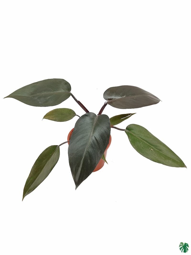Philodendron Black Cardinal 3X4 Product Peppyflora 01 A Moz