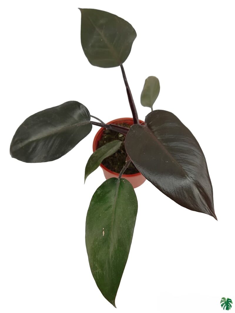 Philodendron-Black-Cardinal-3x4-Product-Peppyflora-01-b-Moz