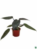 Philodendron-Black-Cardinal-3x4-Product-Peppyflora-01-c-Moz