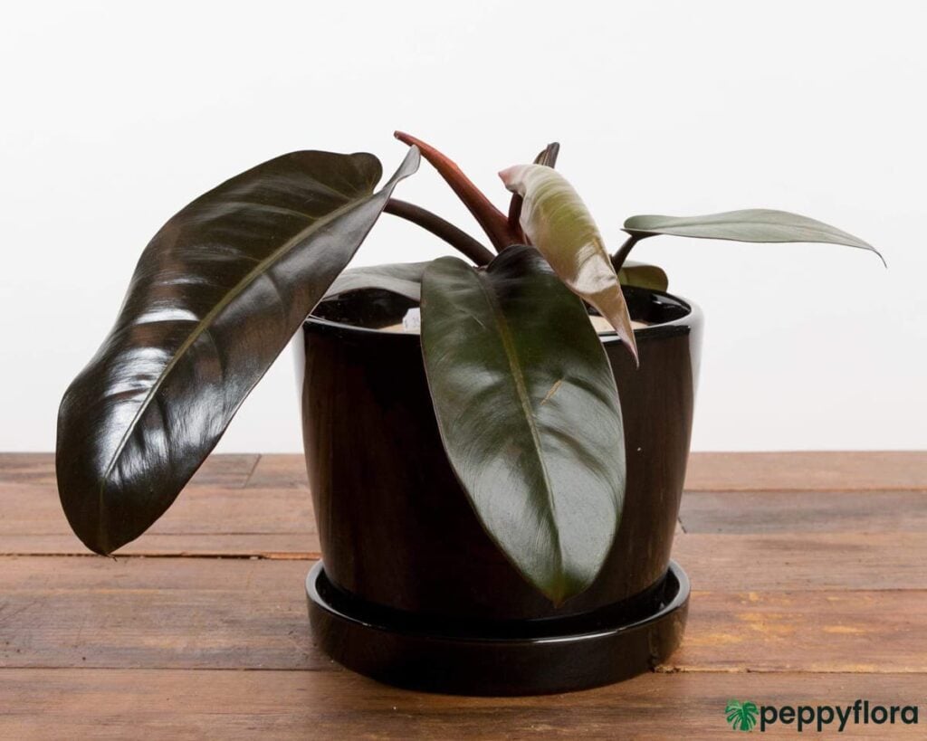 Philodendron Black Cardinal Product Peppyflora 02 Moz