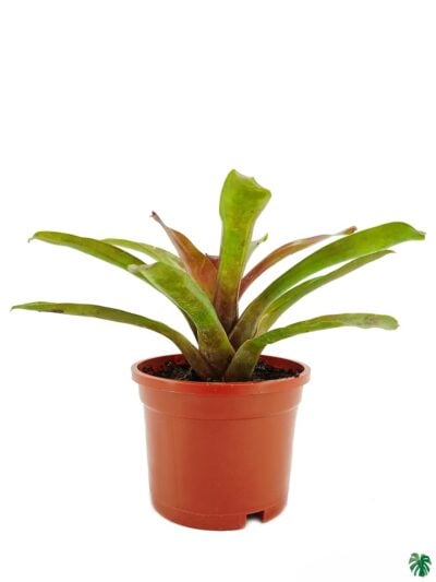 Red-And-Green-Bromeliad-3x4-Product-Peppyflora-01-a-Moz
