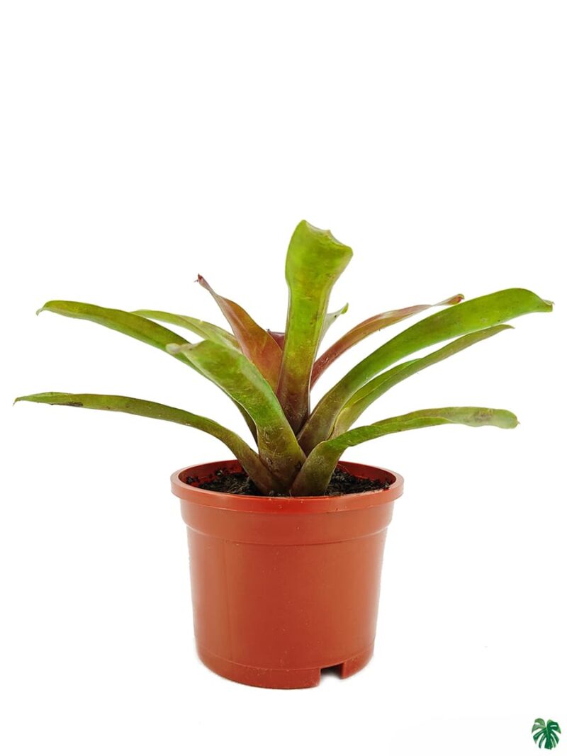 Red And Green Bromeliad 3X4 Product Peppyflora 01 A Moz