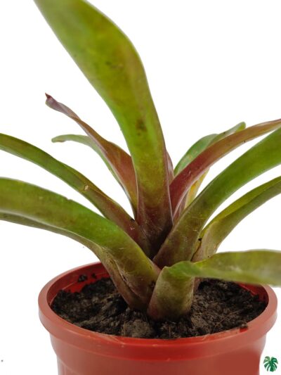 Red-And-Green-Bromeliad-3x4-Product-Peppyflora-01-b-Moz