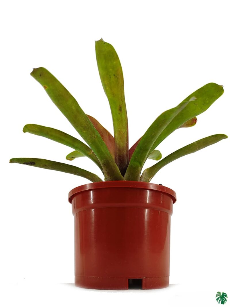 Red-And-Green-Bromeliad-3x4-Product-Peppyflora-01-c-Moz