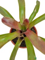 Red-And-Green-Bromeliad-3x4-Product-Peppyflora-01-d-Moz