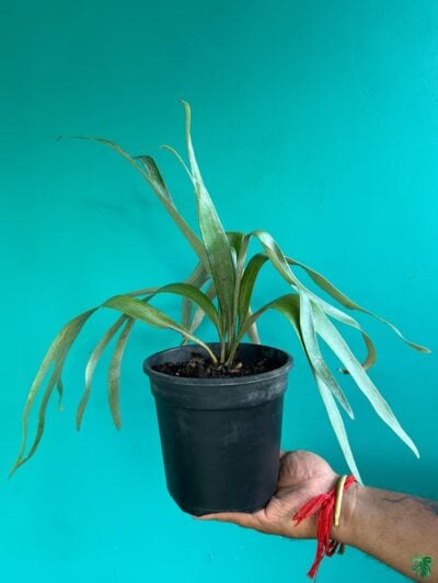 Staghorn-Fern-3x4-Product-Peppyflora-01-a-Moz