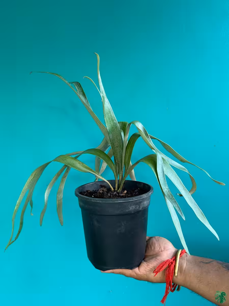 Staghorn-Fern-3x4-Product-Peppyflora-01-a-Moz