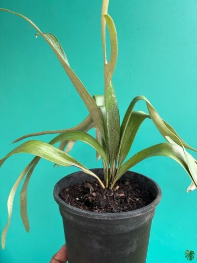 Staghorn-Fern-3x4-Product-Peppyflora-01-b-Moz