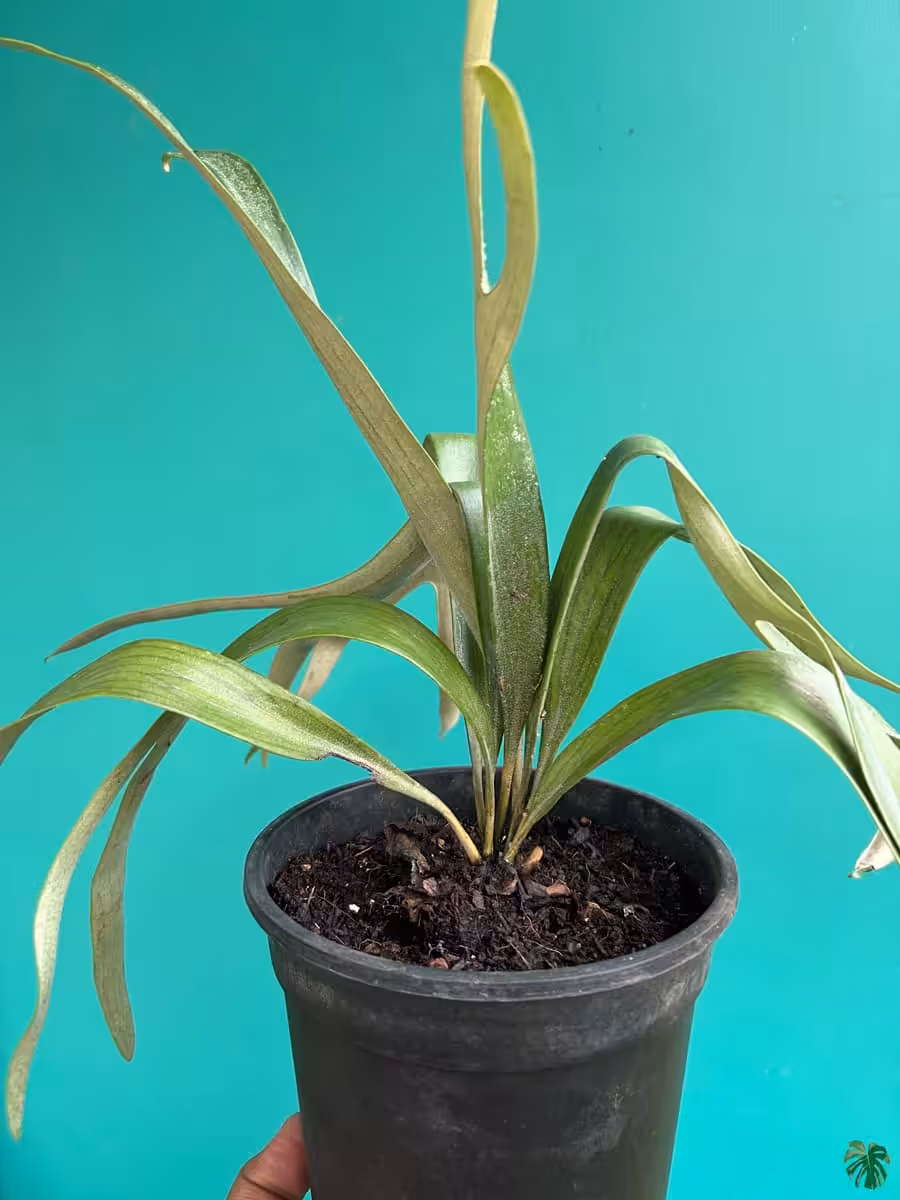 Staghorn-Fern-3x4-Product-Peppyflora-01-b-Moz