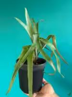 Staghorn-Fern-3x4-Product-Peppyflora-01-c-Moz