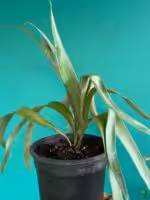 Staghorn-Fern-3x4-Product-Peppyflora-01-d-Moz