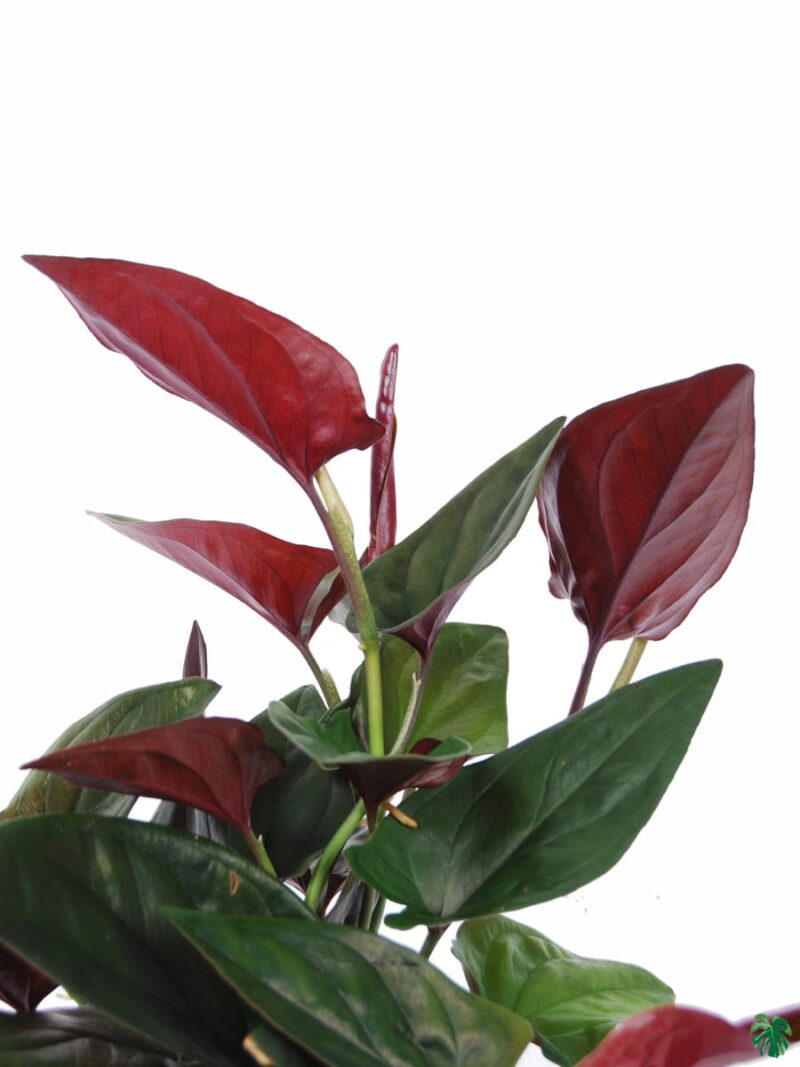 Syngonium-Erythrophyllum-Red-Arrow-3x4-Product-Peppyflora-01-c-Moz
