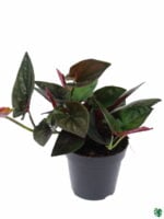 Syngonium-Erythrophyllum-Red-Arrow-3x4-Product-Peppyflora-01-d-Moz