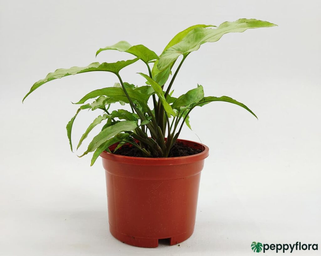 Syngonium Podophyllum Mini Pixie Product Peppyflora 02 Moz