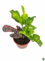 Croton-Magnificent-Duck-Foot-3x4-Product-Peppyflora-01-b-Moz