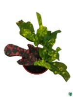 Croton-Magnificent-Duck-Foot-3x4-Product-Peppyflora-01-c-Moz