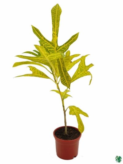 Croton-Yellow-Duck-Foot-Trishul-Plant-3x4-Product-Peppyflora-01-a-Moz