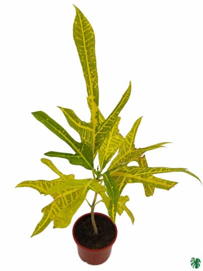 Croton-Yellow-Duck-Foot-Trishul-Plant-3x4-Product-Peppyflora-01-b-Moz