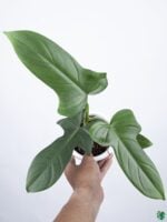 Philodendron-Bipennifolium-3x4-Product-Peppyflora-01-a-Moz