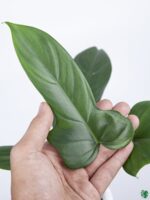 Philodendron-Bipennifolium-3x4-Product-Peppyflora-01-b-Moz