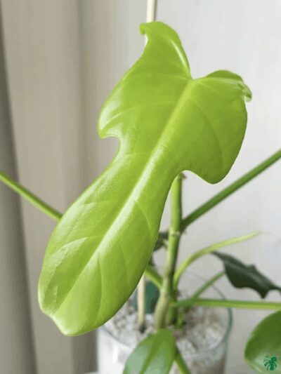 Philodendron-Bipennifolium-Aurea-Product-3x4-Peppyflora-01-a-Moz