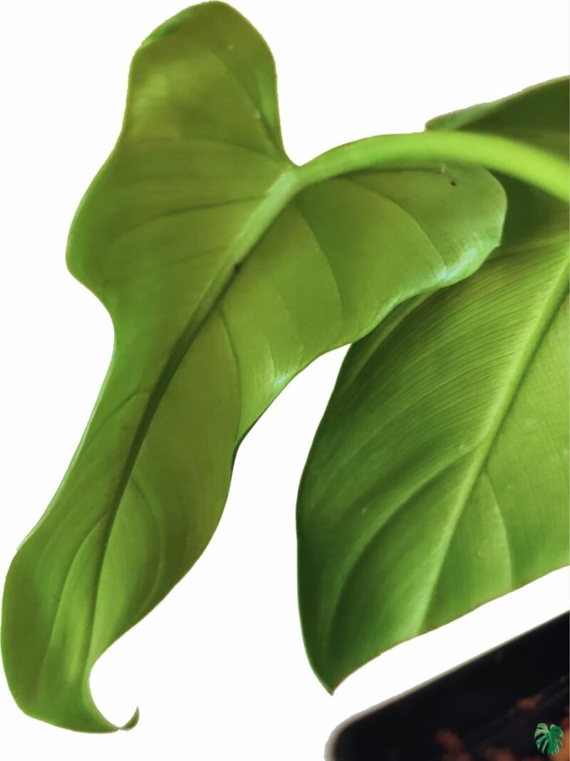 Philodendron-Bipennifolium-Aurea-Product-3x4-Peppyflora-01-b-Moz